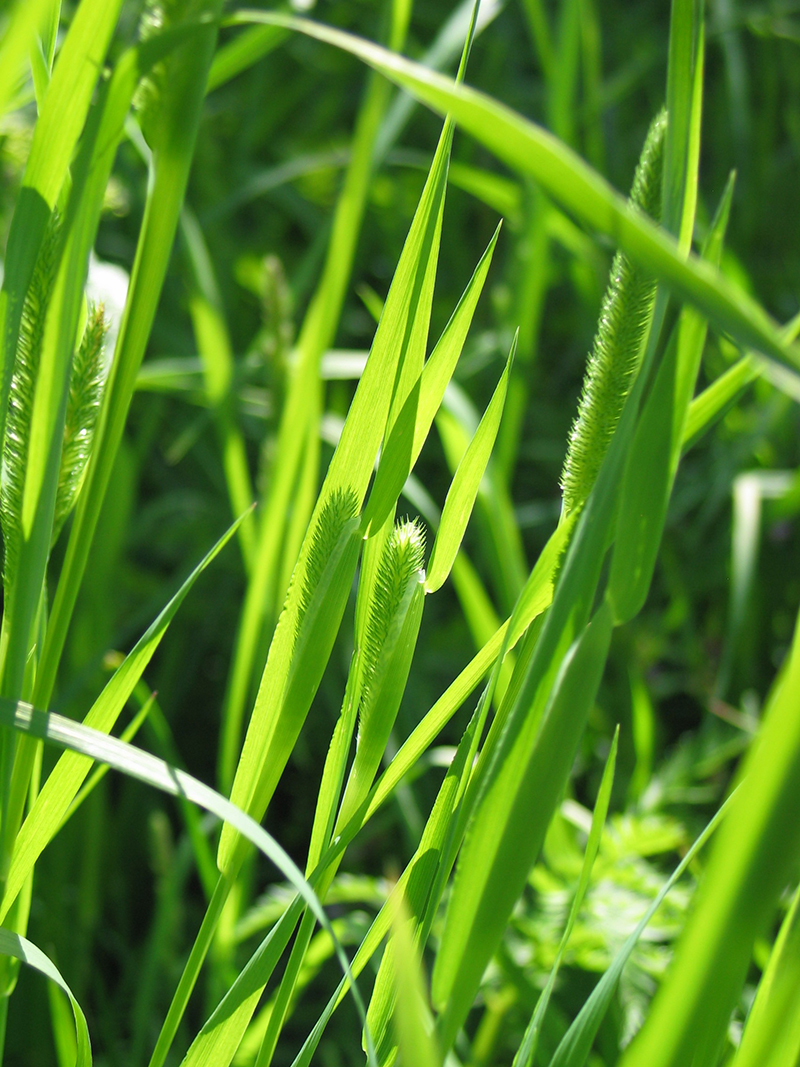 Timothy Grass